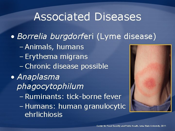 Associated Diseases • Borrelia burgdorferi (Lyme disease) – Animals, humans – Erythema migrans –