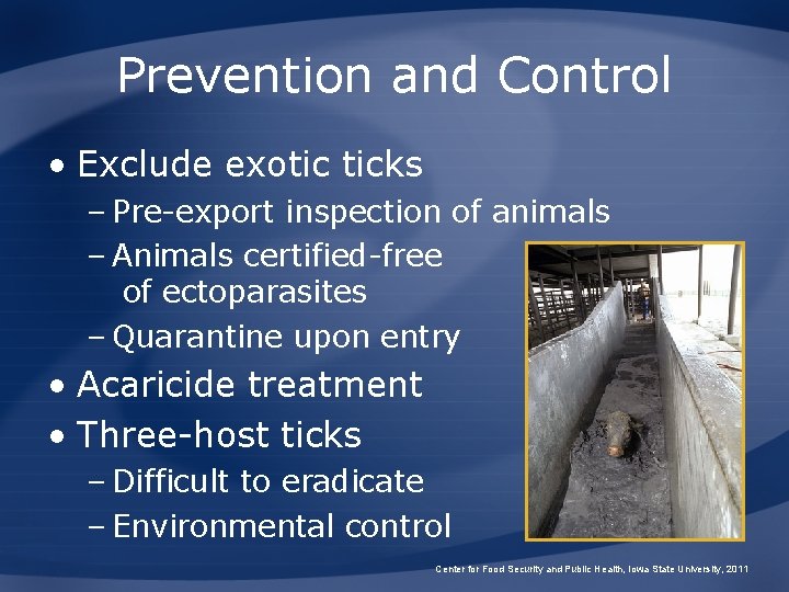 Prevention and Control • Exclude exotic ticks – Pre-export inspection of animals – Animals