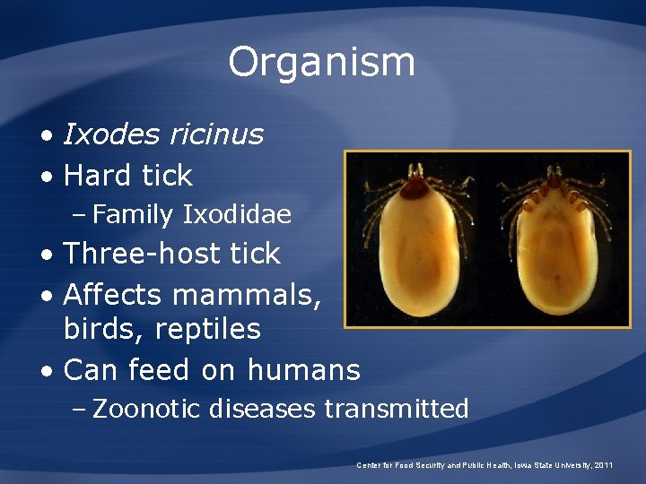 Organism • Ixodes ricinus • Hard tick – Family Ixodidae • Three-host tick •