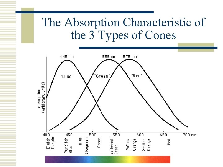 The Absorption Characteristic of the 3 Types of Cones 