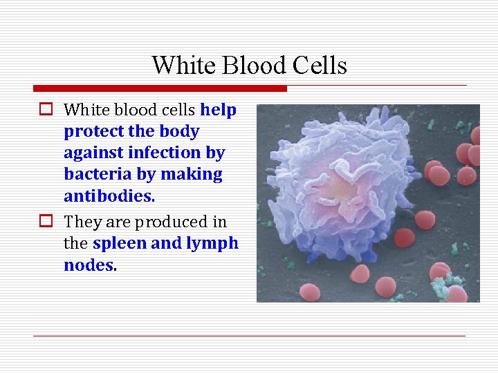White Blood Cells o White blood cells help protect the body against infection by