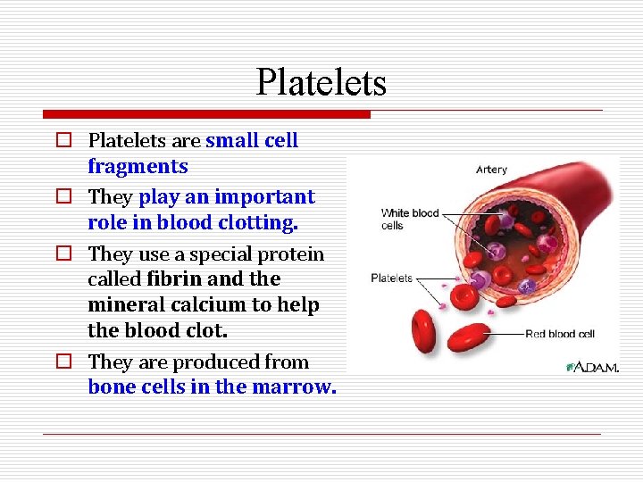 Platelets o Platelets are small cell fragments o They play an important role in