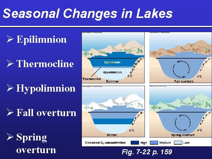 Seasonal Changes in Lakes Ø Epilimnion Ø Thermocline Ø Hypolimnion Ø Fall overturn Ø