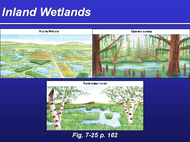 Inland Wetlands Fig. 7 -25 p. 162 
