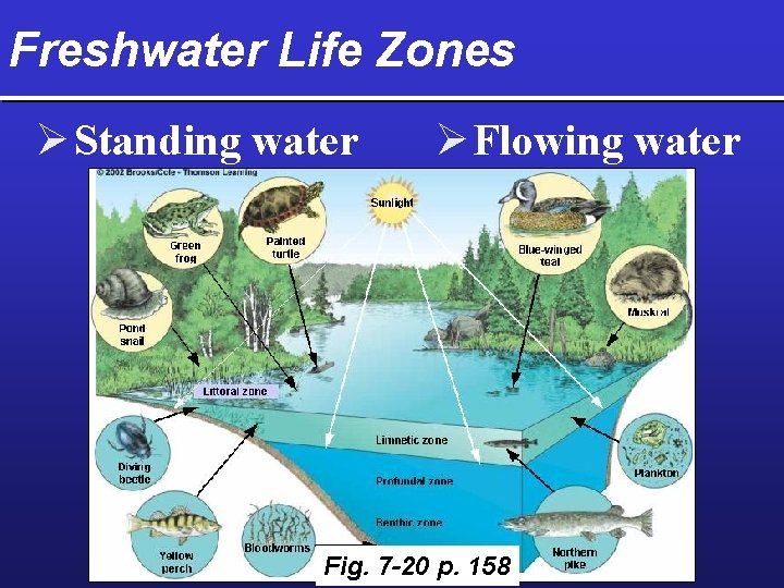 Freshwater Life Zones Ø Standing water Ø Flowing water Fig. 7 -20 p. 158