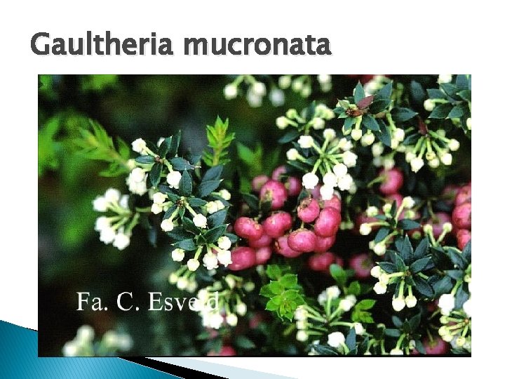 Gaultheria mucronata 