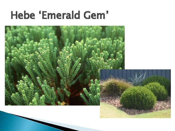 Hebe ‘Emerald Gem’ 