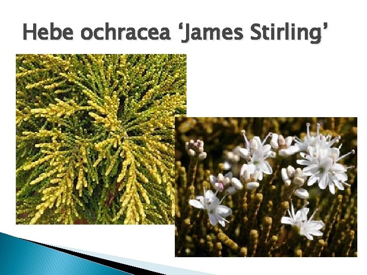 Hebe ochracea ‘James Stirling’ 