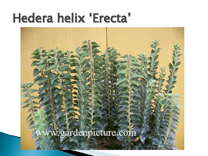 Hedera helix ‘Erecta’ 