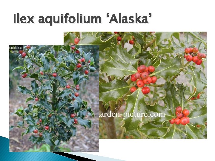 Ilex aquifolium ‘Alaska’ 