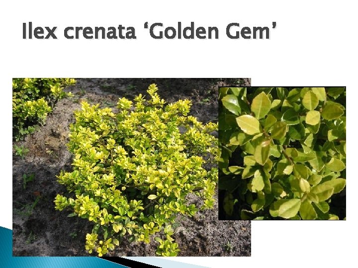 Ilex crenata ‘Golden Gem’ 