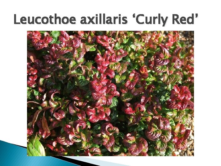 Leucothoe axillaris ‘Curly Red’ 