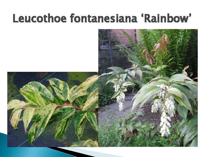 Leucothoe fontanesiana ‘Rainbow’ 