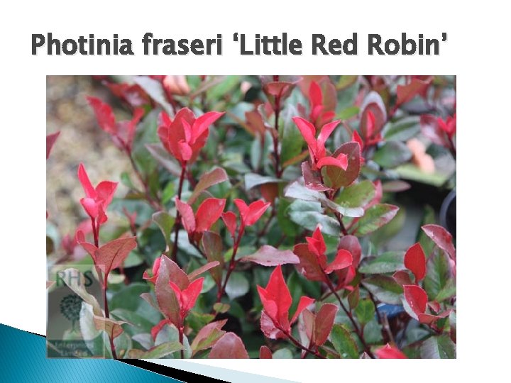 Photinia fraseri ‘Little Red Robin’ 