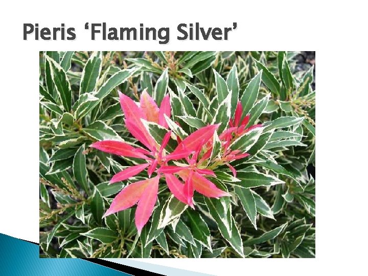 Pieris ‘Flaming Silver’ 