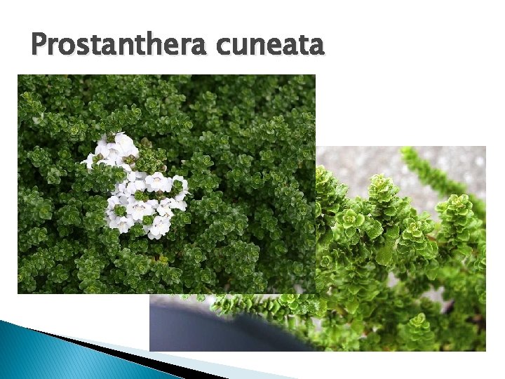 Prostanthera cuneata 