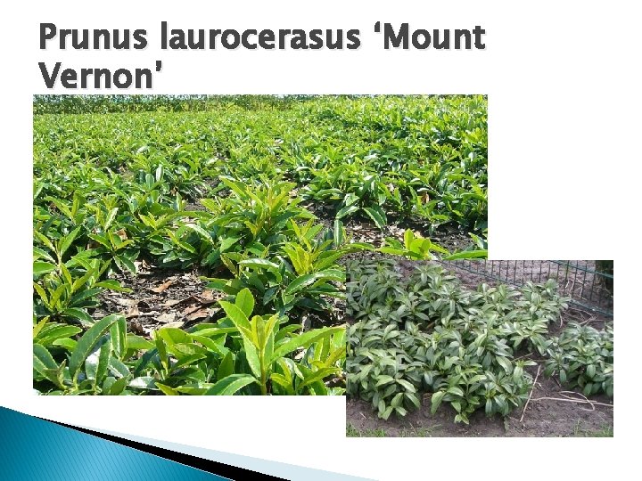 Prunus laurocerasus ‘Mount Vernon’ 