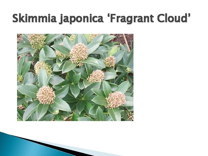 Skimmia japonica ‘Fragrant Cloud’ 