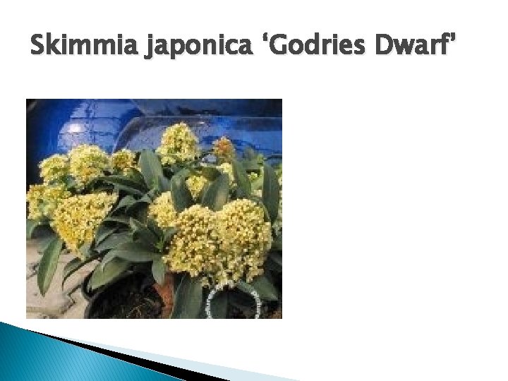 Skimmia japonica ‘Godries Dwarf’ 