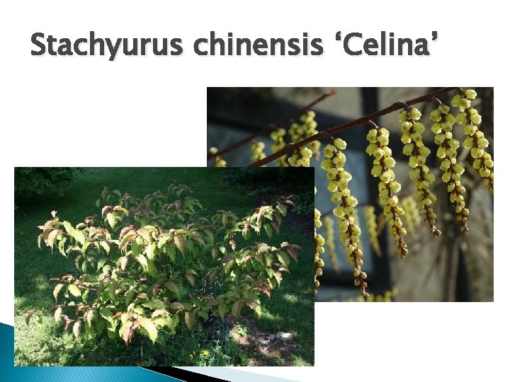 Stachyurus chinensis ‘Celina’ 