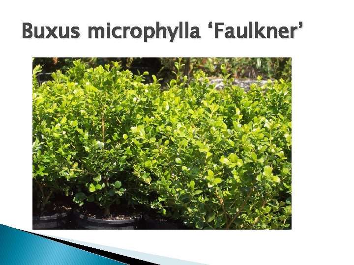 Buxus microphylla ‘Faulkner’ 