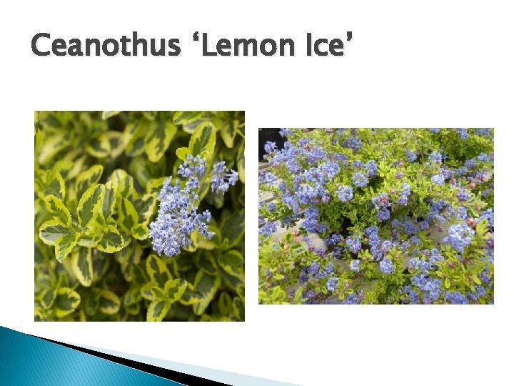 Ceanothus ‘Lemon Ice’ 