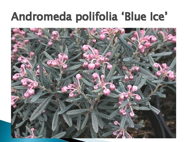 Andromeda polifolia ‘Blue Ice’ 