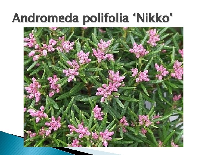 Andromeda polifolia ‘Nikko’ 