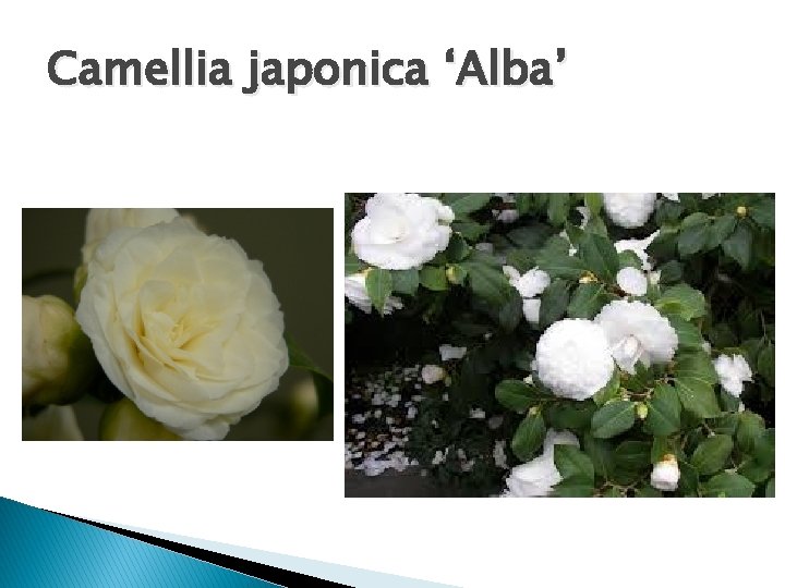 Camellia japonica ‘Alba’ 