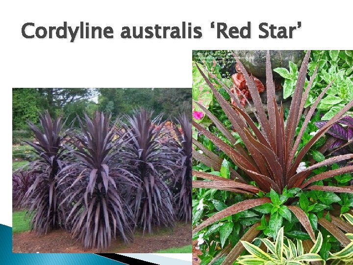 Cordyline australis ‘Red Star’ 