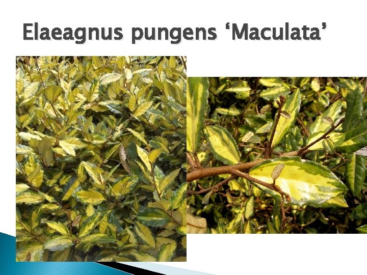 Elaeagnus pungens ‘Maculata’ 