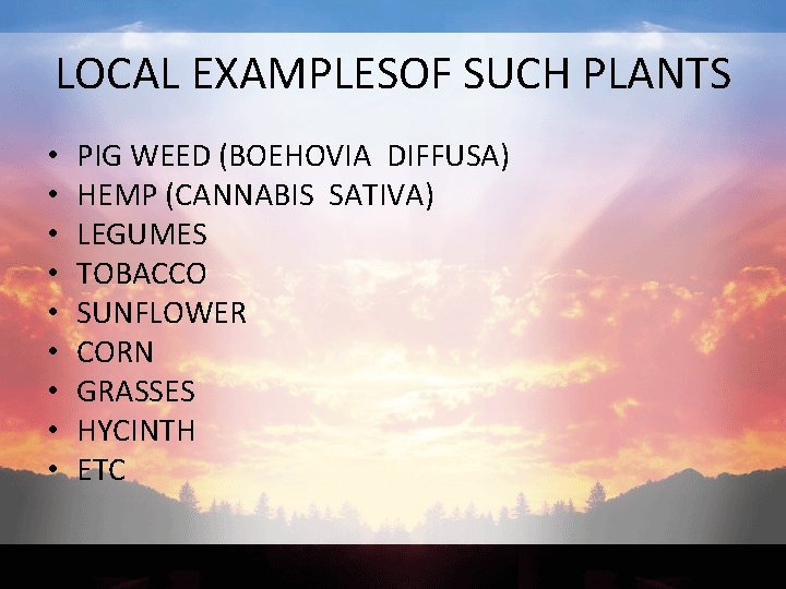 LOCAL EXAMPLESOF SUCH PLANTS • • • PIG WEED (BOEHOVIA DIFFUSA) HEMP (CANNABIS SATIVA)