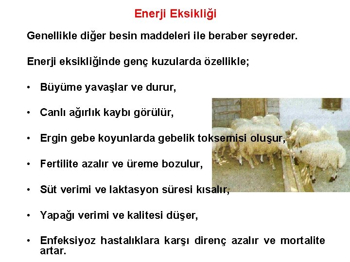 Enerji Eksikliği Genellikle diğer besin maddeleri ile beraber seyreder. Enerji eksikliğinde genç kuzularda özellikle;