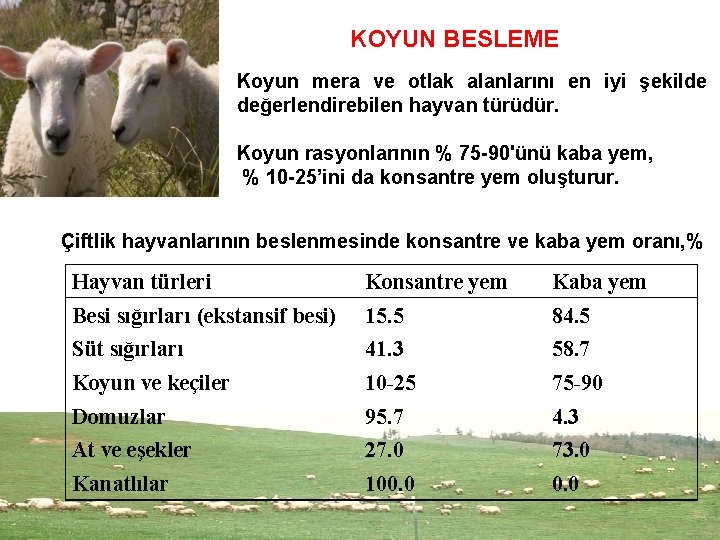 KOYUN BESLEME Koyun mera ve otlak alanlarını en iyi şekilde değerlendirebilen hayvan türüdür. Koyun