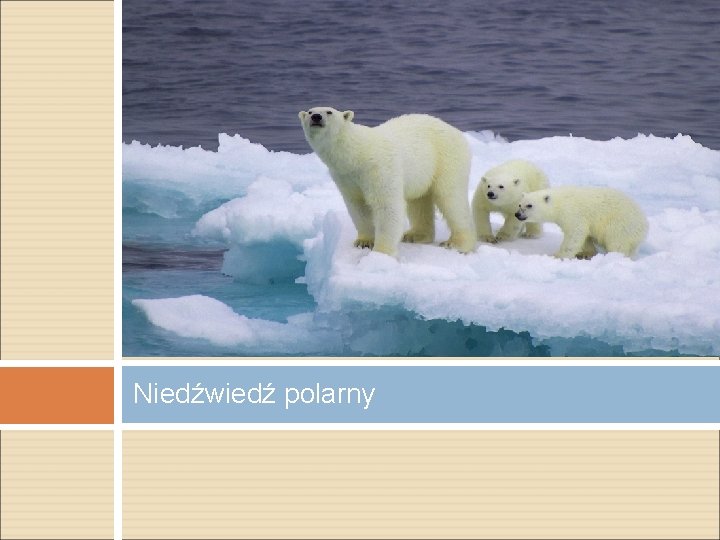 Niedźwiedź polarny 