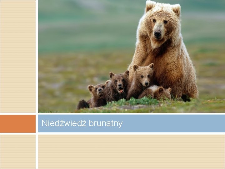 Niedźwiedź brunatny 