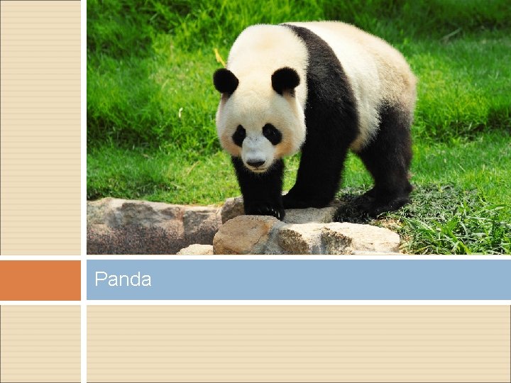 Panda 