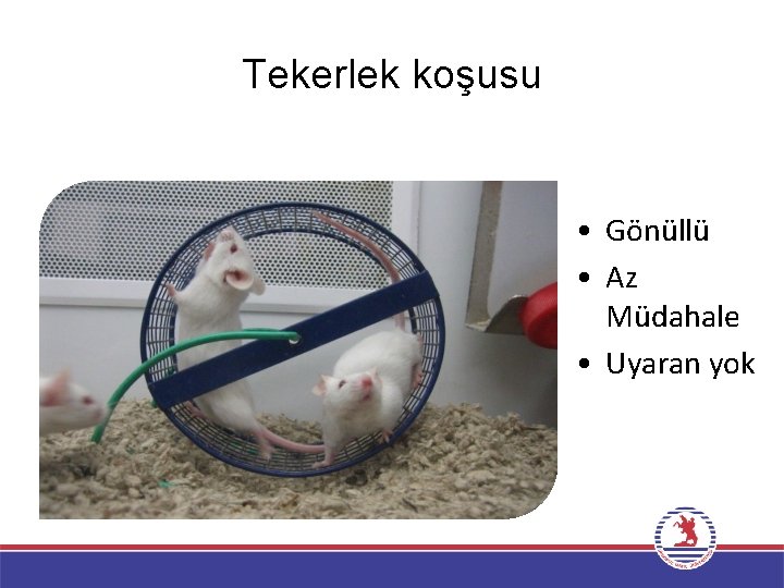 Tekerlek koşusu • Gönüllü • Az Müdahale • Uyaran yok 