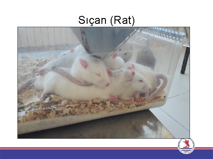 Sıçan (Rat) 