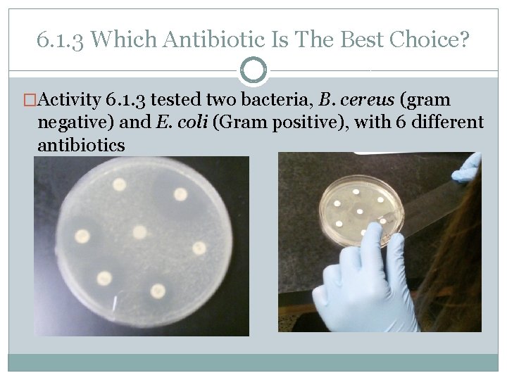 6. 1. 3 Which Antibiotic Is The Best Choice? �Activity 6. 1. 3 tested