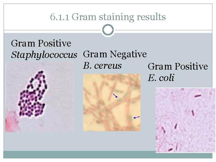 6. 1. 1 Gram staining results Gram Positive Staphylococcus Gram Negative B. cereus Gram