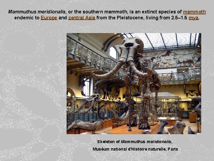 Mammuthus meridionalis, or the southern mammoth, is an extinct species of mammoth endemic to
