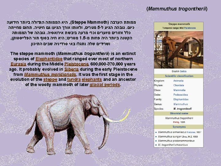 (Mammuthus trogontherii) היא הממותה הגדולה ביותר הידועה , (Steppe Mammoth) ממותת הערבה תחום מחייתה.