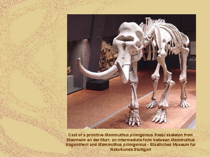 Cast of a primitive Mammuthus primigenius fraasi skeleton from Steinheim an der Murr, an