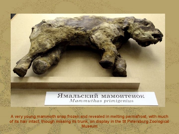 A very young mammoth snap frozen and revealed in melting permafrost, with much of
