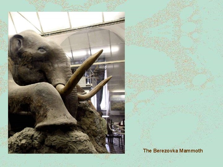 The Berezovka Mammoth 