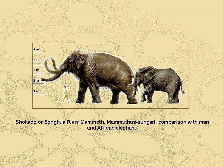 Shokado or Songhua River Mammoth, Mammuthus-sungari, comparison with man and African elephant. 