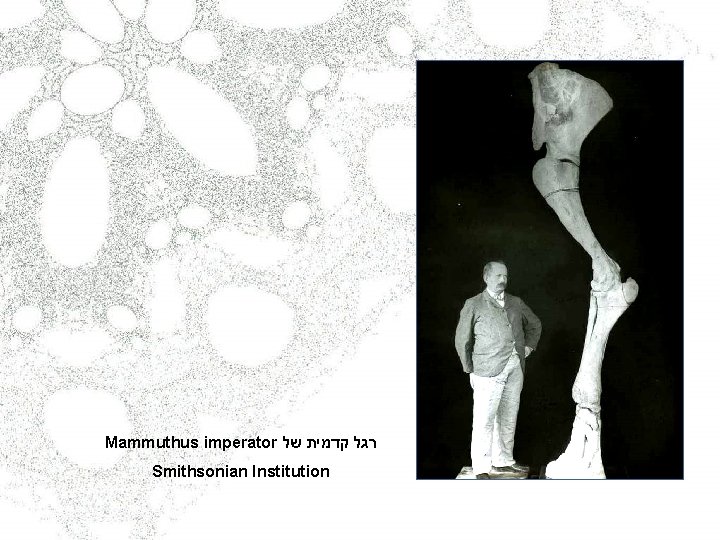 Mammuthus imperator רגל קדמית של Smithsonian Institution 