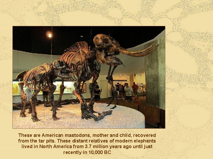 These are American mastodons, mother and child, recovered from the tar pits. These distant