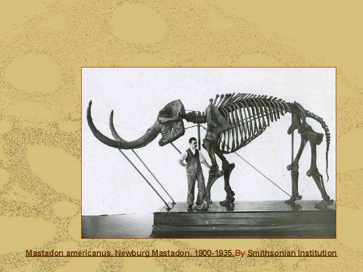 Mastadon americanus, Newburg Mastadon, 1900 -1935. By Smithsonian Institution 